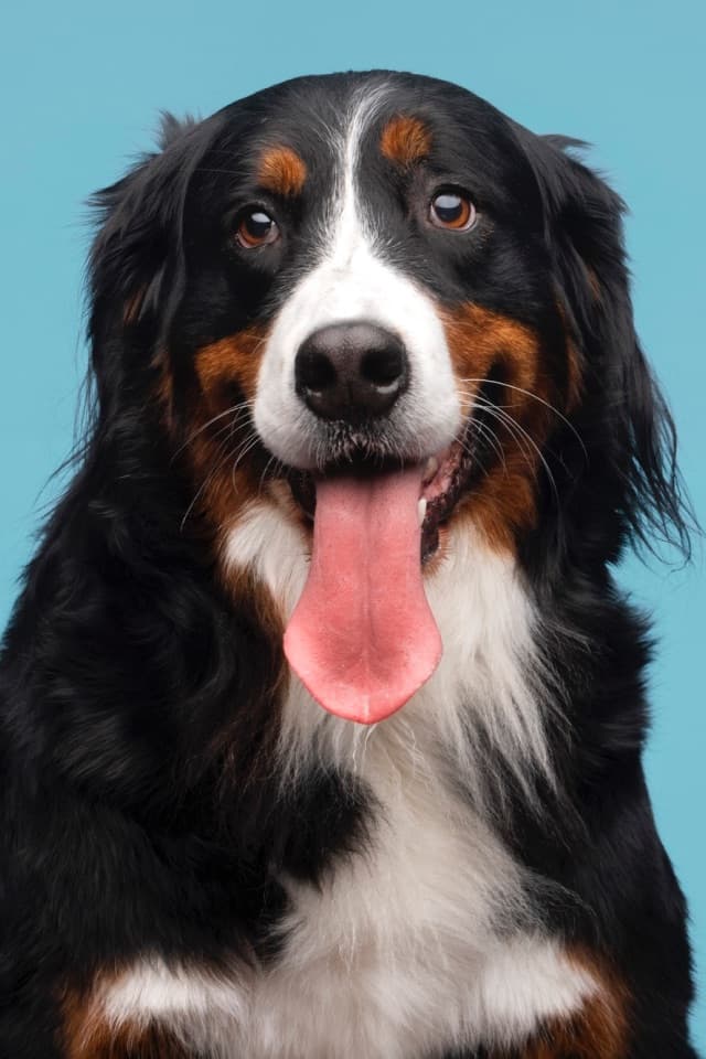 Cão de grande porte em sessão de banho e tosa