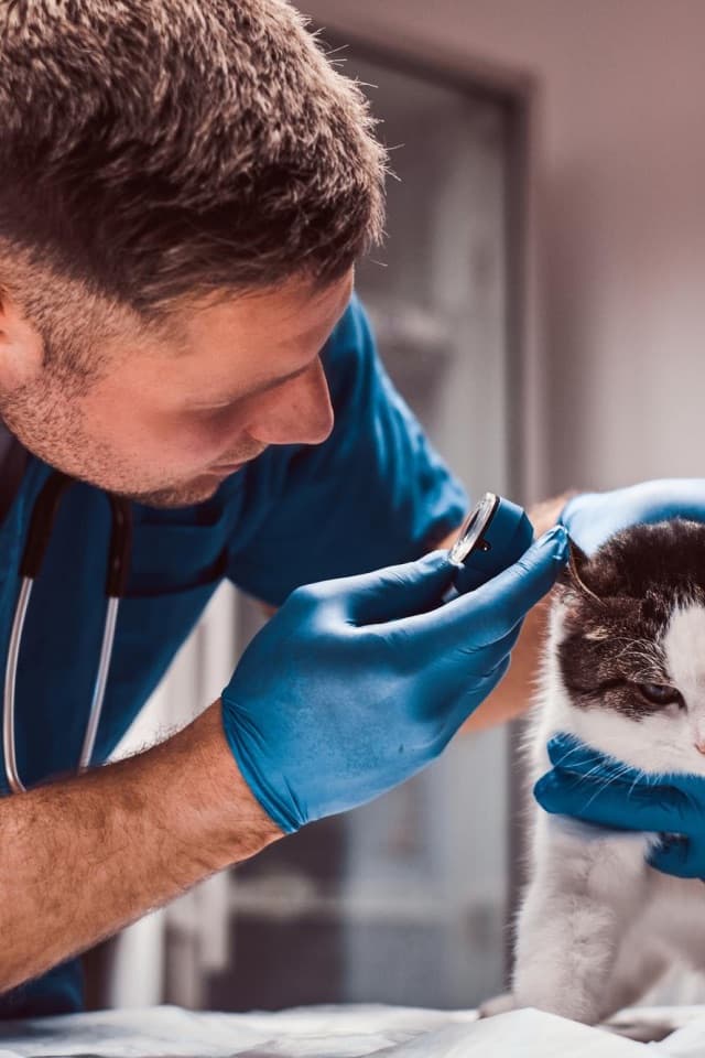 Veterinário examinando um animal