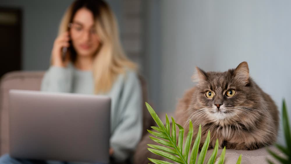 Como contratar um veterinário: guia completo para clínicas, hospitais e pet shops em 2026