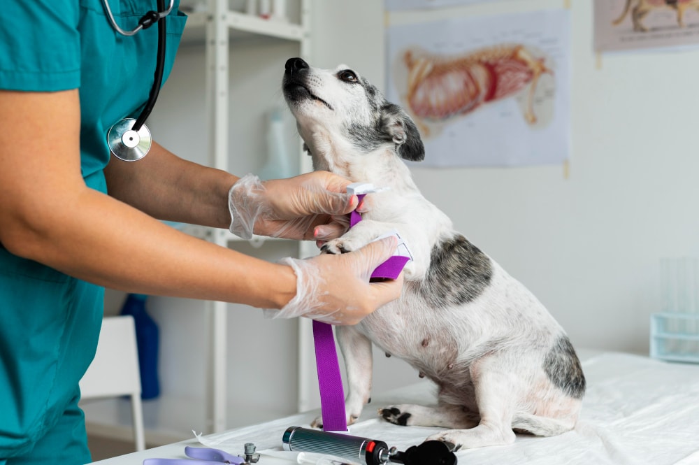 Quanto ganha um veterinário em 2026? O que os dados realmente mostram